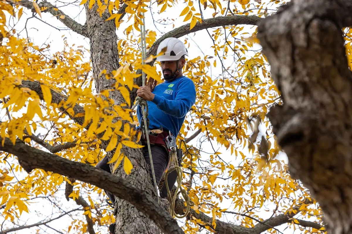 Skilled Tree Planting crew working in Meigs